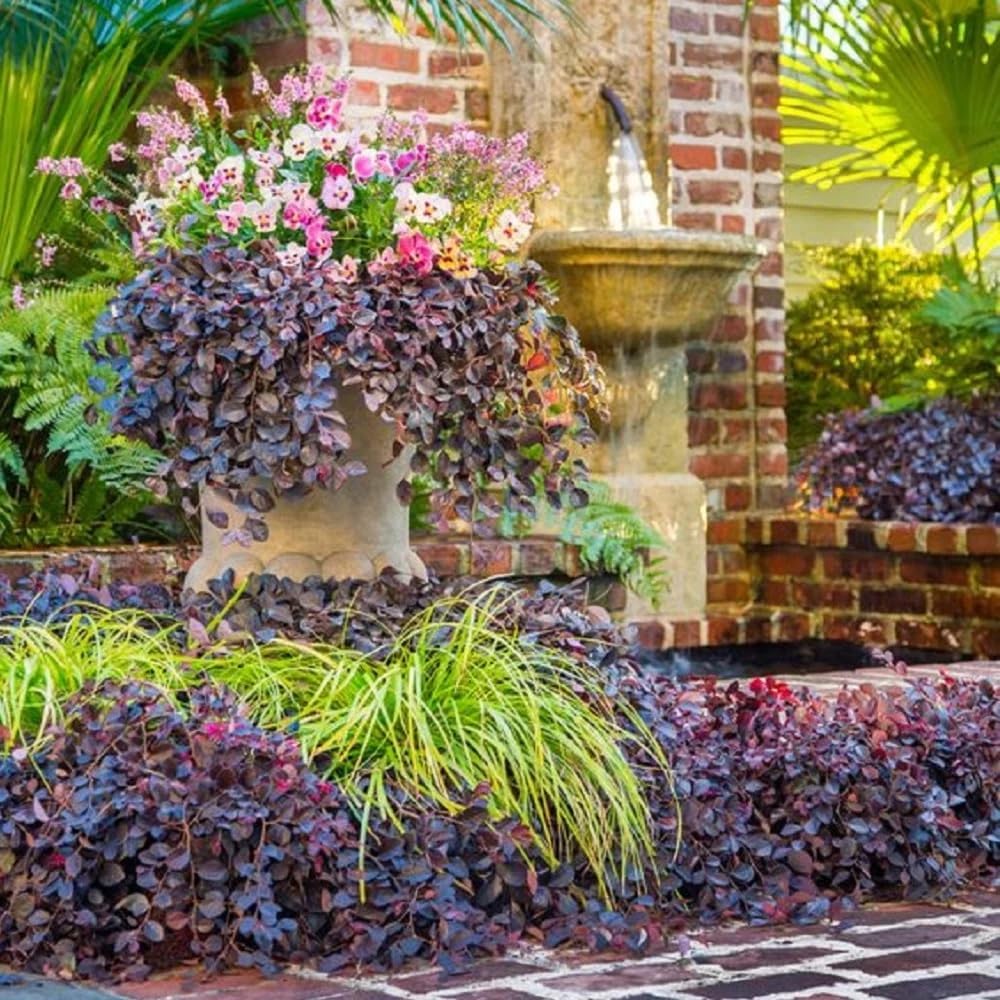 Purple Pixie® Loropetalum - 3 Gallon
