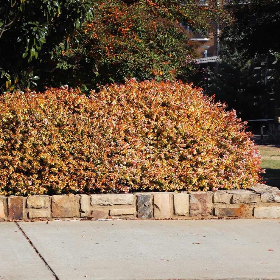 Kaleidoscope Abelia - 3 Gallon