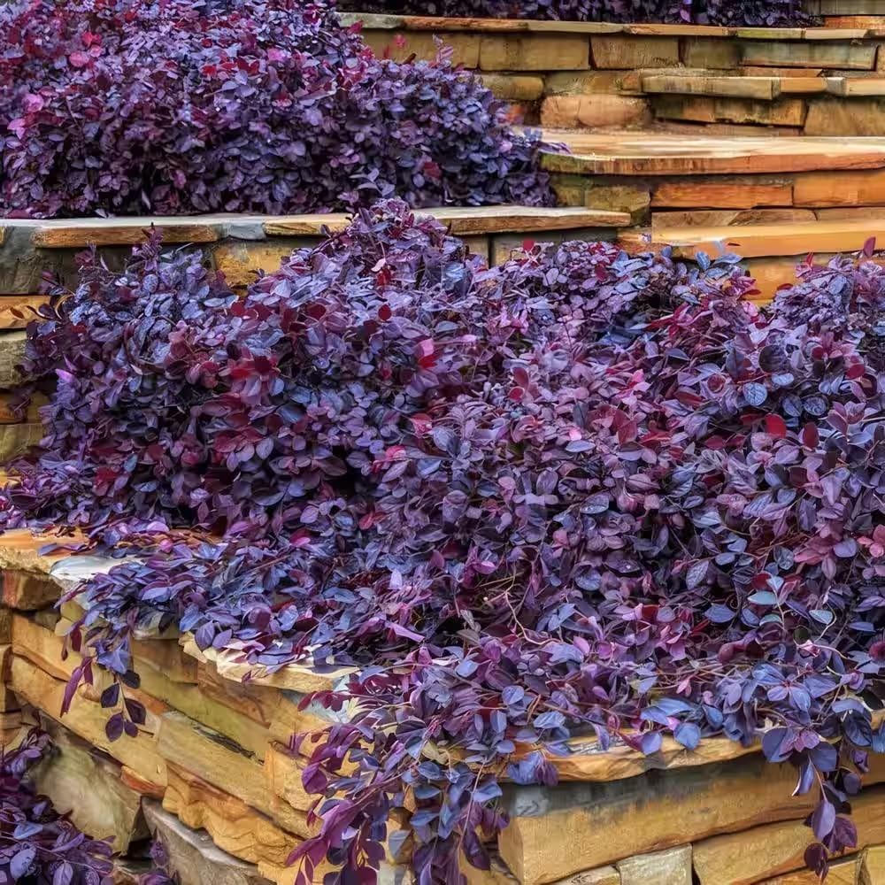 Purple Pixie® Loropetalum - 3 Gallon