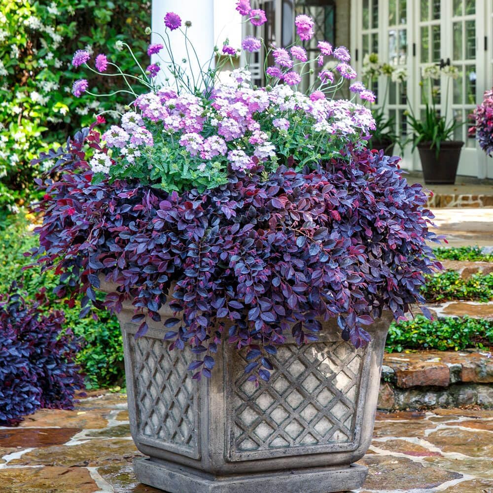 Purple Pixie® Loropetalum - 3 Gallon