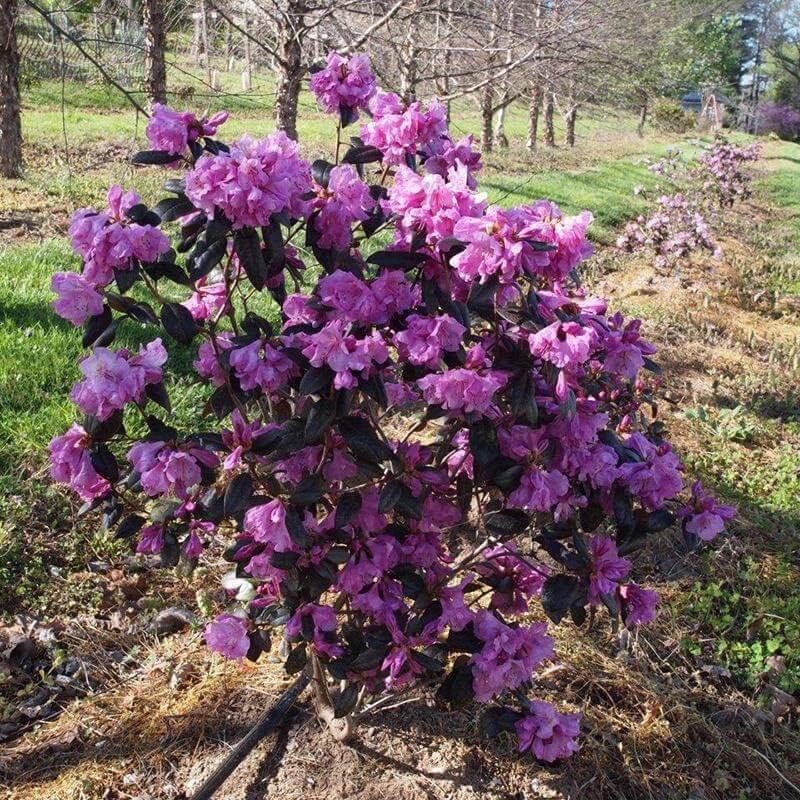 Black Hat® Rhododendron - 3 Gallon (2 Pack)