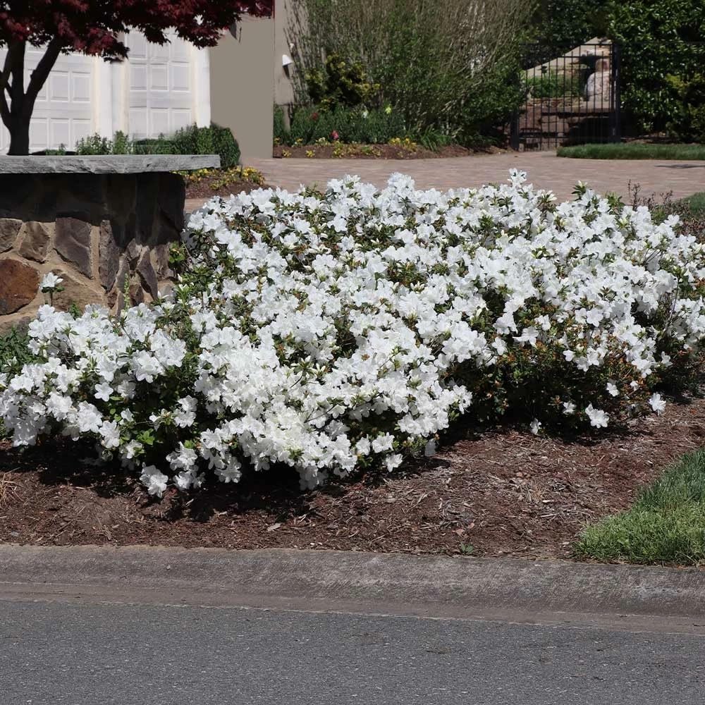 Autumn Angel® Encore® Azalea - 3 Gallon
