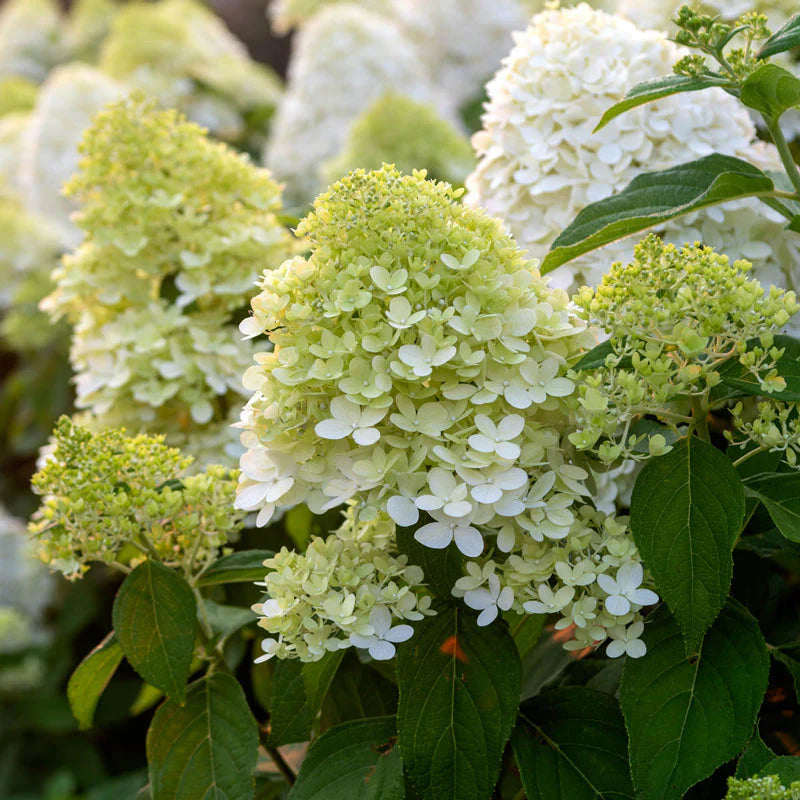 Limelight Hydrangea Shrub image 2