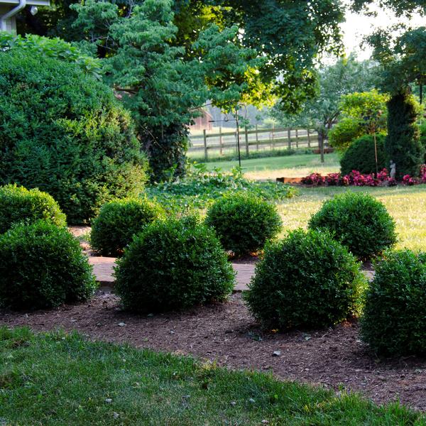 NewGen Independence Boxwood Shrub image 3
