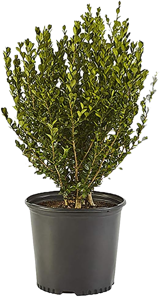Wintergreen Boxwood Shrub image 1