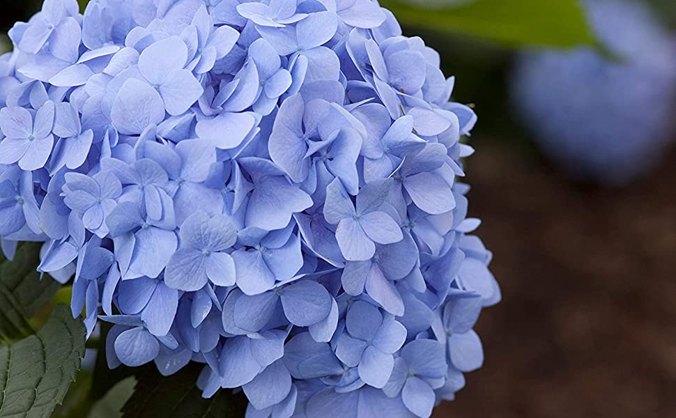 Endless Summer 'The Original' Hydrangea Shrub image 2