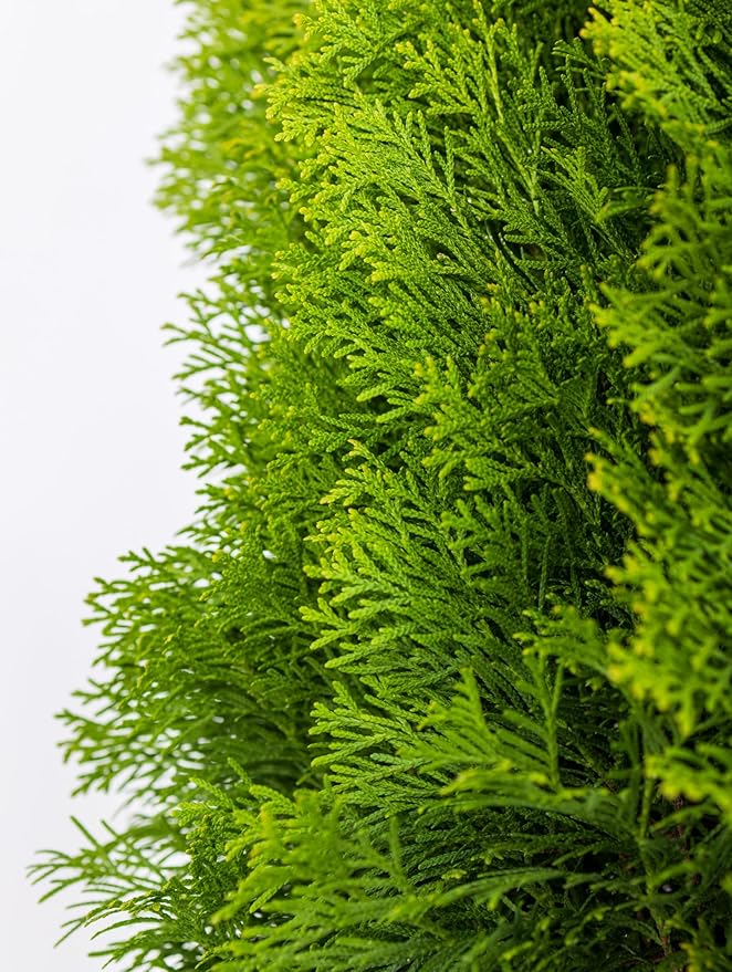 Green Giant Arborvitae - 1-2 Feet (2 Pack) image 2