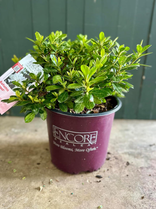 Autumn Angel® Encore® Azalea - 3 Gallon