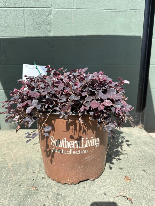 Purple Pixie® Loropetalum - 3 Gallon