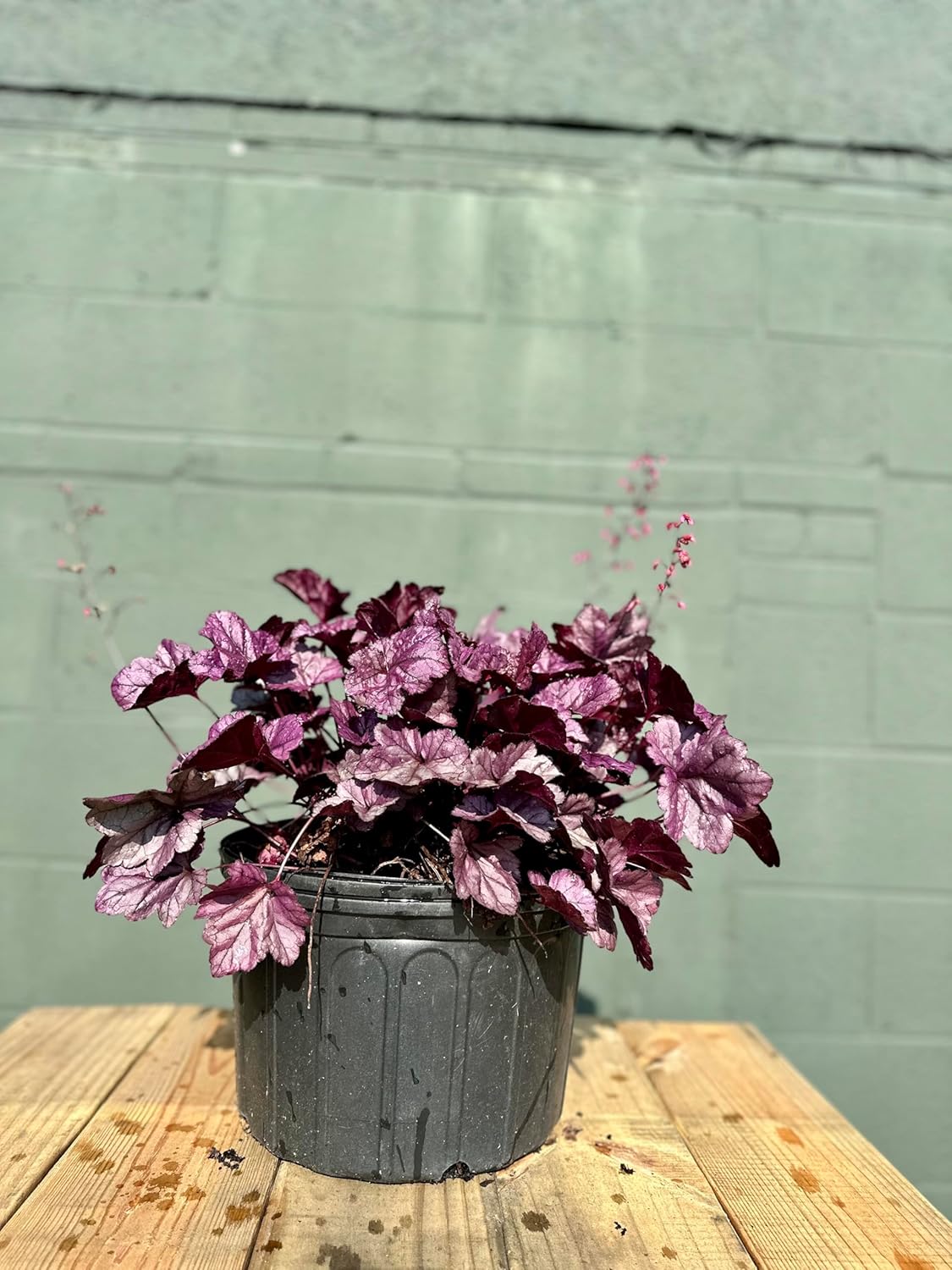 Coral Bells Obsidian Heuchera - 3 Gallon