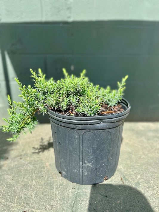 Blue Pacific Juniper - 3 Gallon