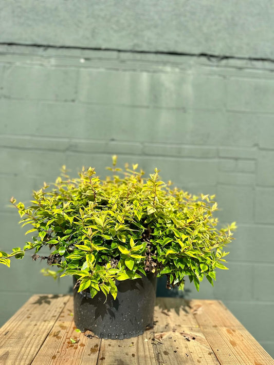 Kaleidoscope Abelia - 3 Gallon