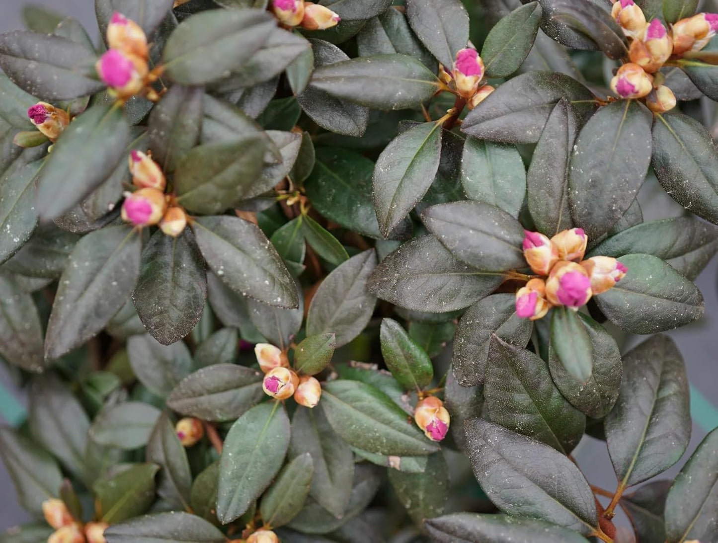 Black Hat® Rhododendron - 3 Gallon (2 Pack)