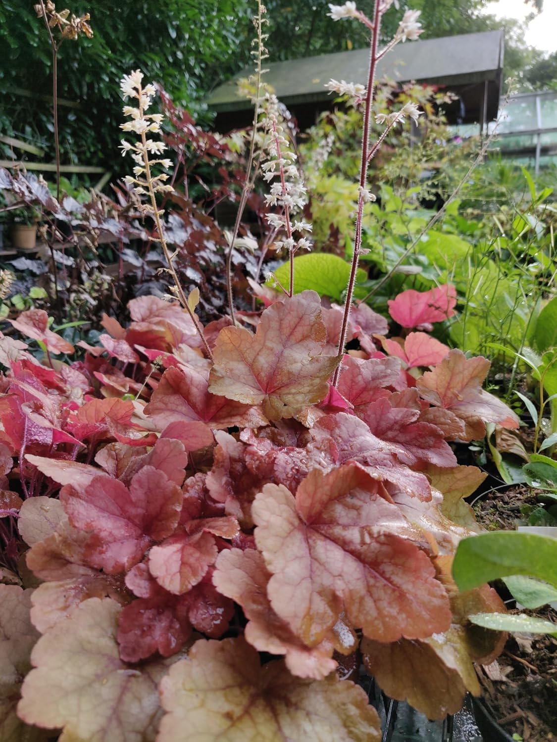 Buttered Rum Heucherella - 1 Gallon