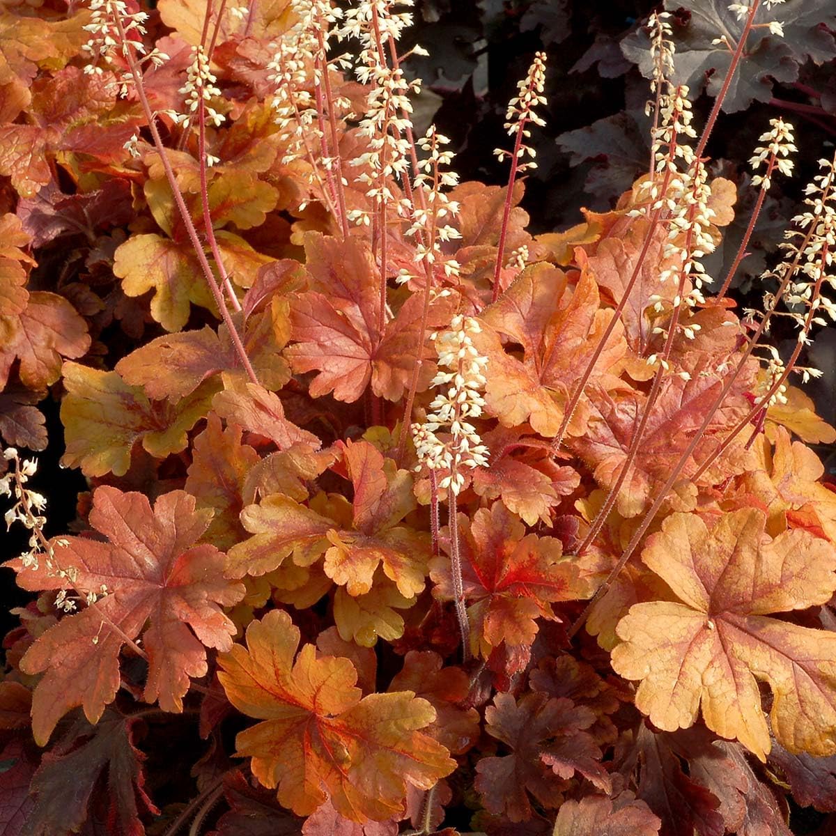 Buttered Rum Heucherella - 1 Gallon
