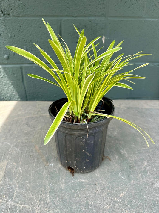 Variegated Liriope Perennial - 1 Gallon