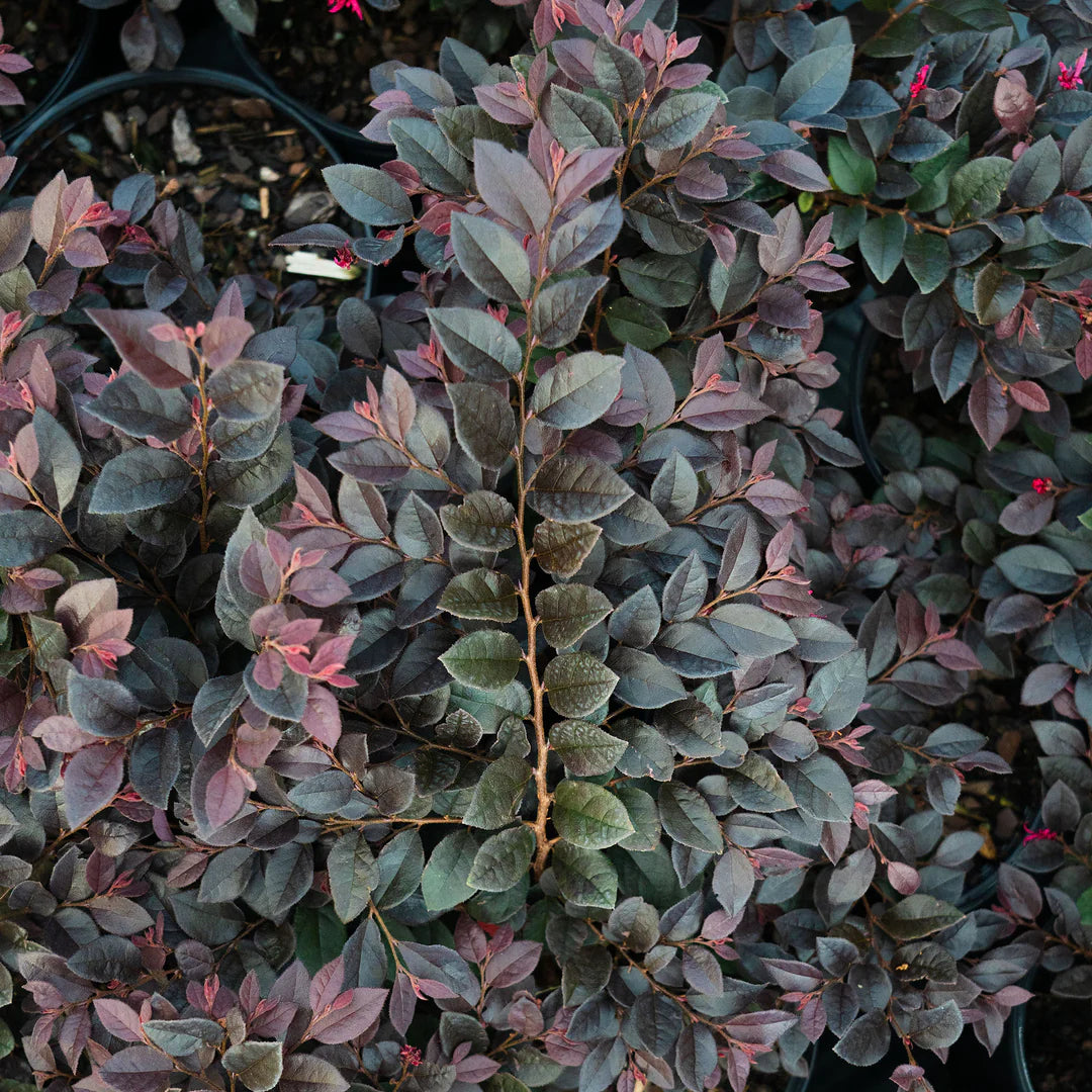 Cerise Charm Loropetalum Shrub - 3 Gallon image 3