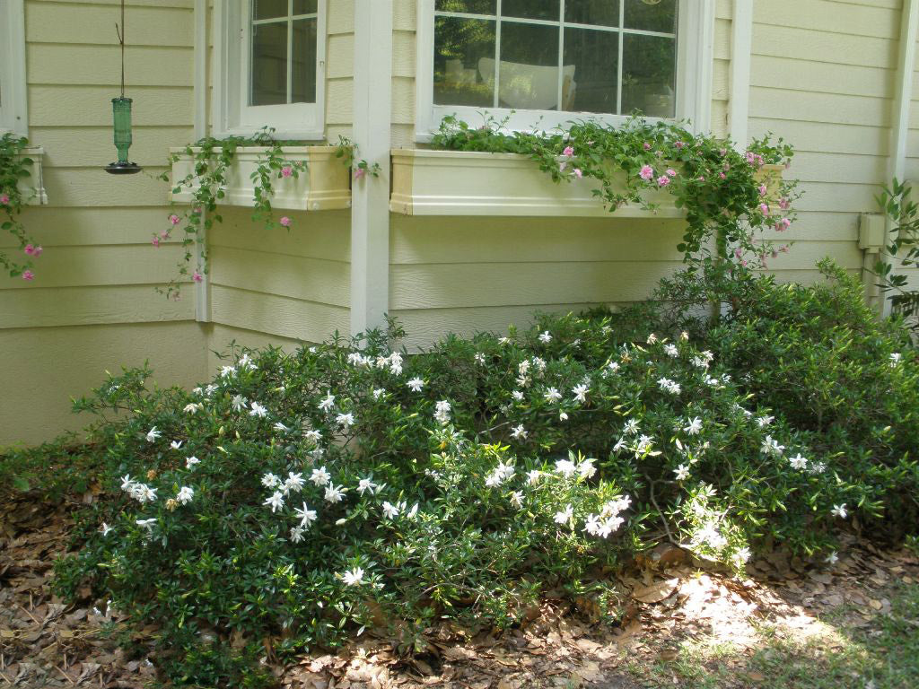 Dwarf Radicans Gardenia Shrub - 3 Gallon image 2