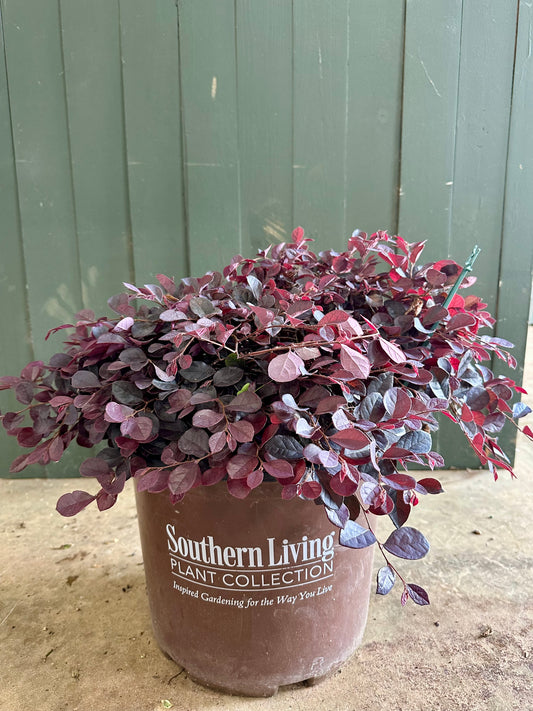 Cerise Charm Loropetalum Shrub - 3 Gallon image 1