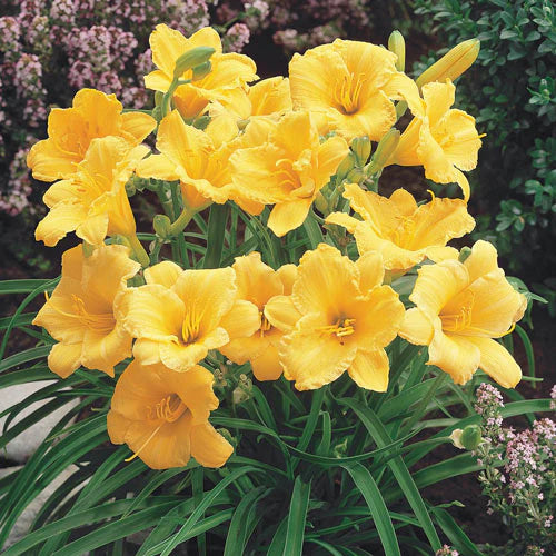 Stella de Oro Daylily Perennial - 1 Gallon (2 Pack) image 3