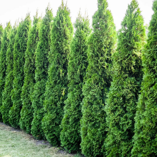 Green Giant Arborvitae - 1-2 Feet (2 Pack) image 0