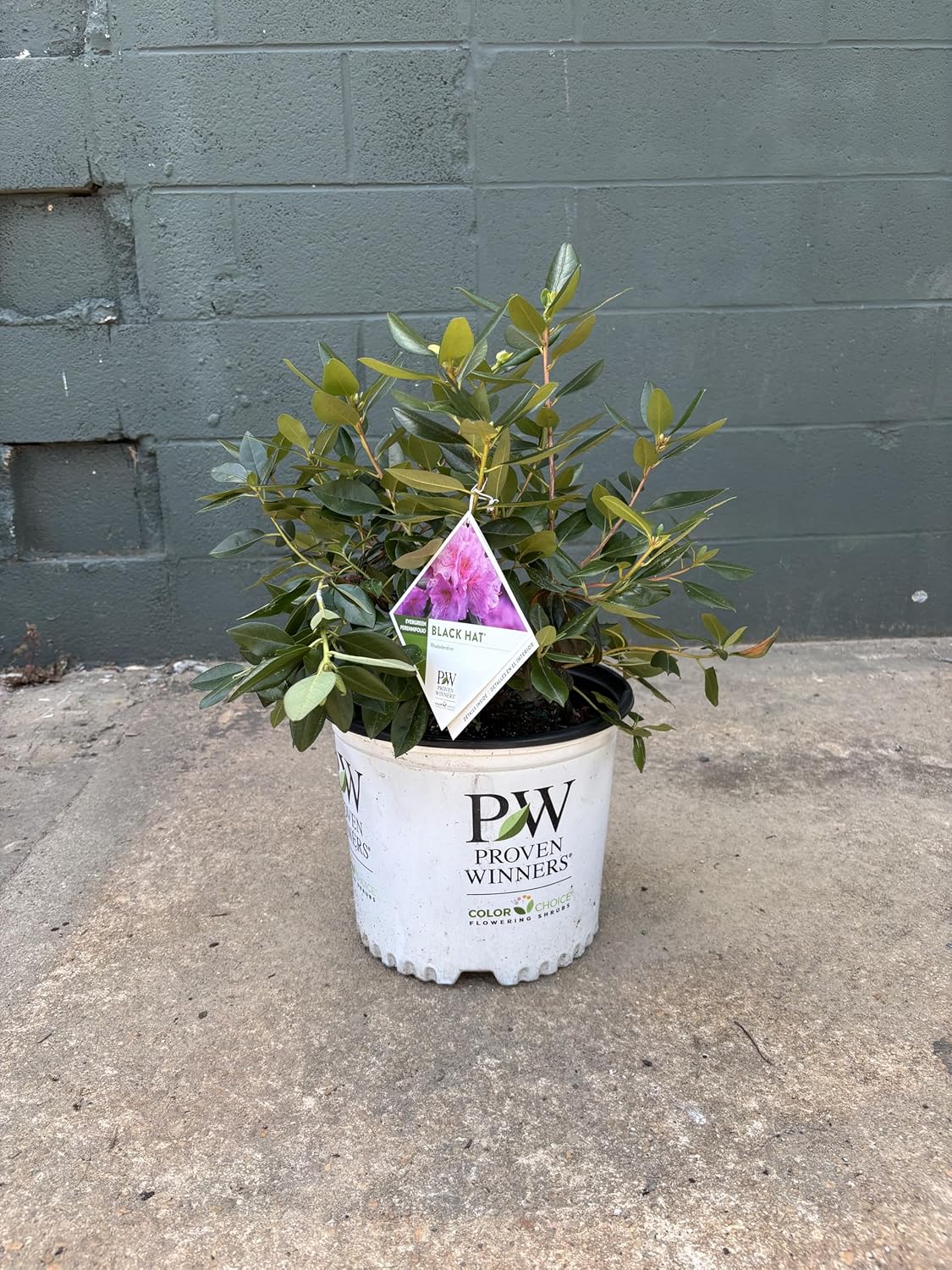 Black Hat® Rhododendron - 3 Gallon (2 Pack)