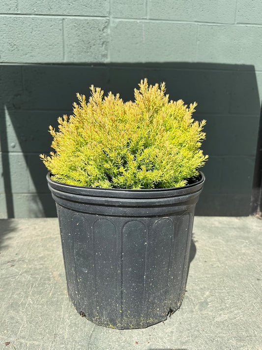 Fire Chief Arborvitae - 3 Gallon