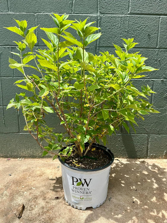 Little Lime® Hydrangea - 3 Gallon