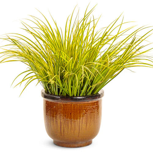 Golden Variegated Sweet Flag Perennial image 2