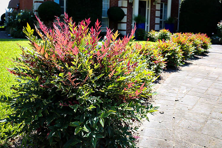 Obsession Nandina Shrub image 0