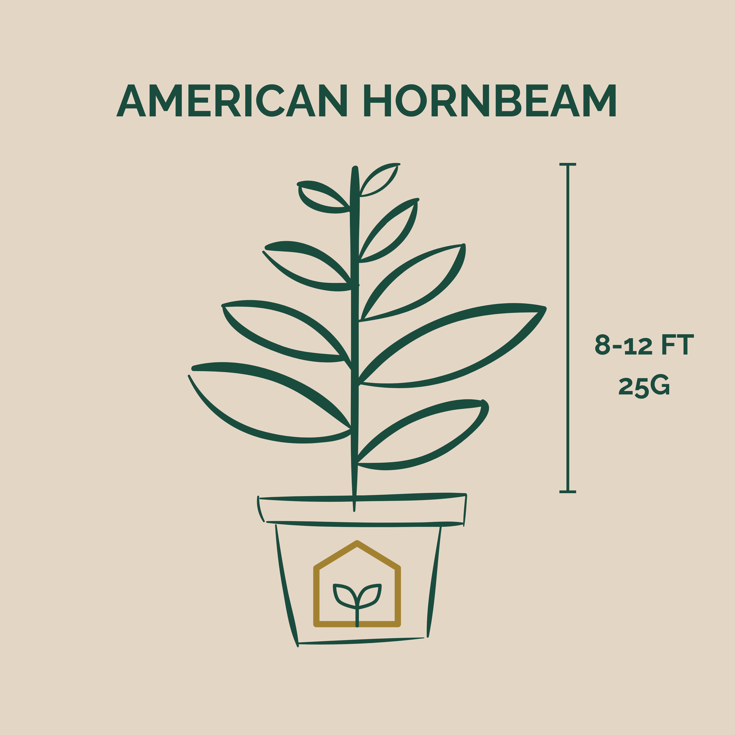 American Hornbeam