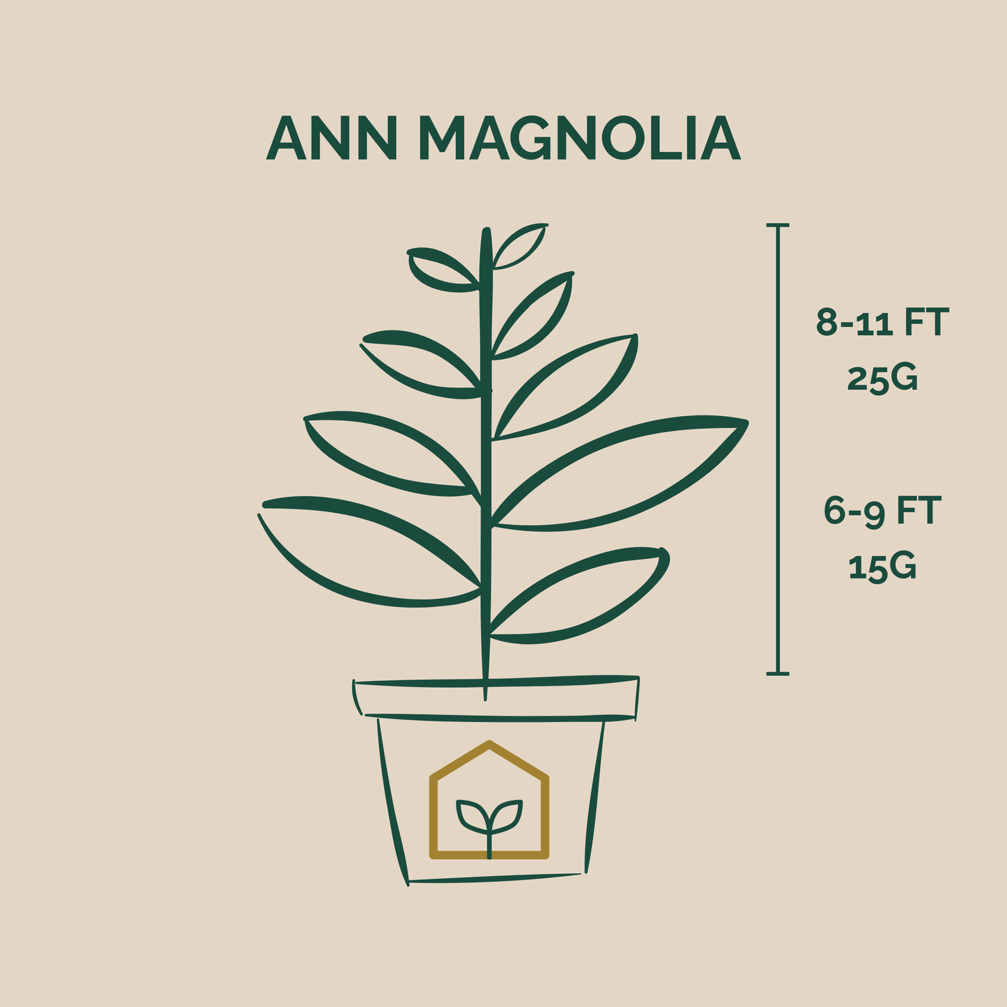 Illustration of a potted plant with dimensions and weight information on a beige background