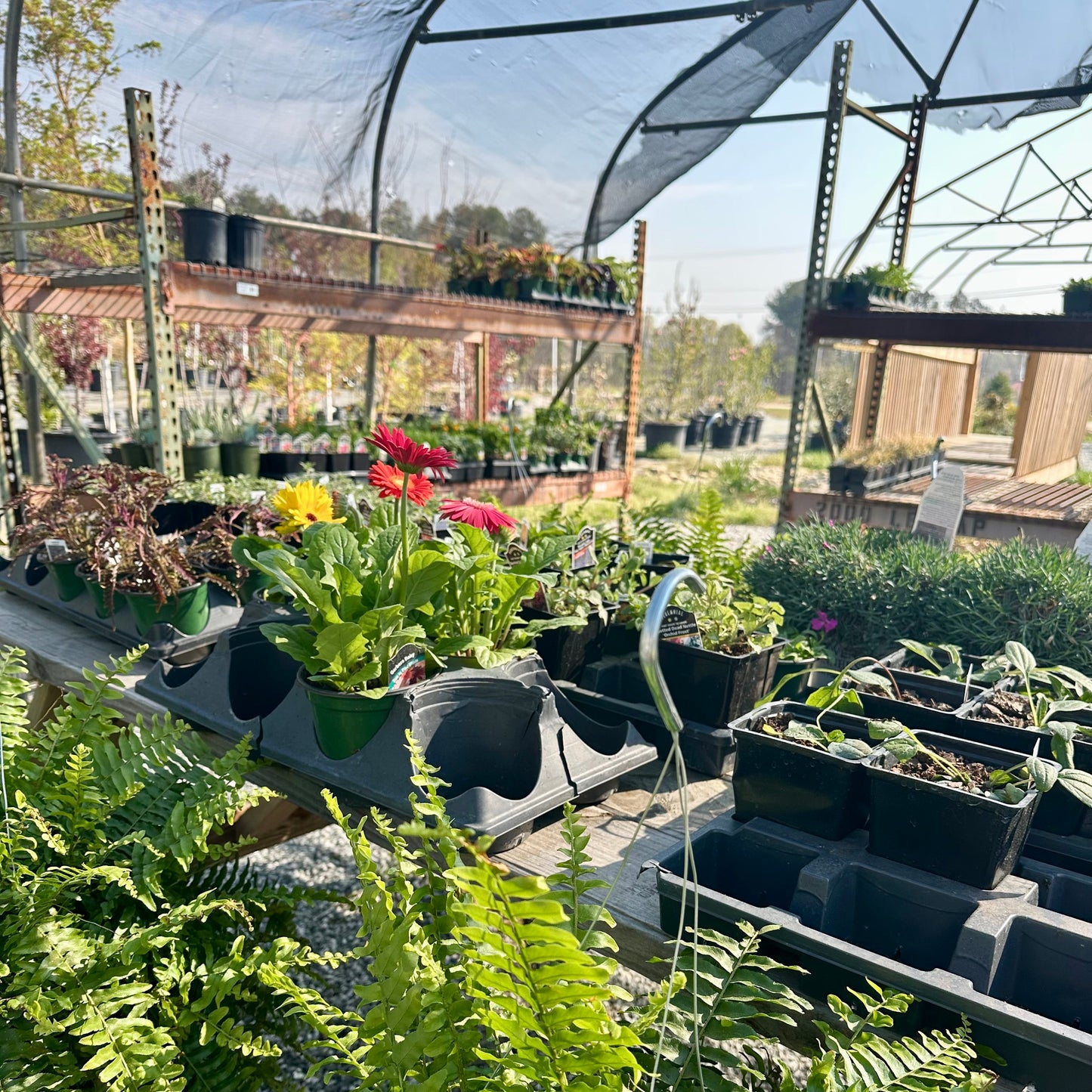 Garden center with potted plants and a greenhouse structure.