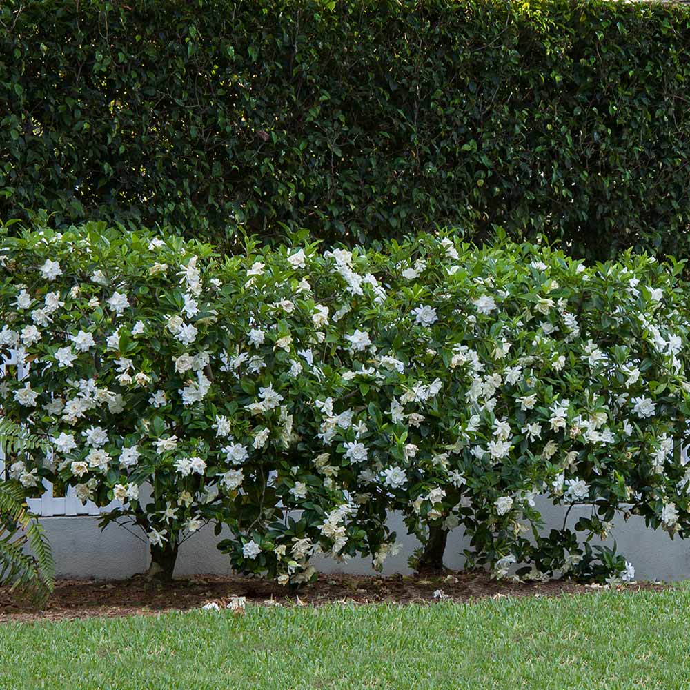 August Beauty Gardenia - 3 Gallon