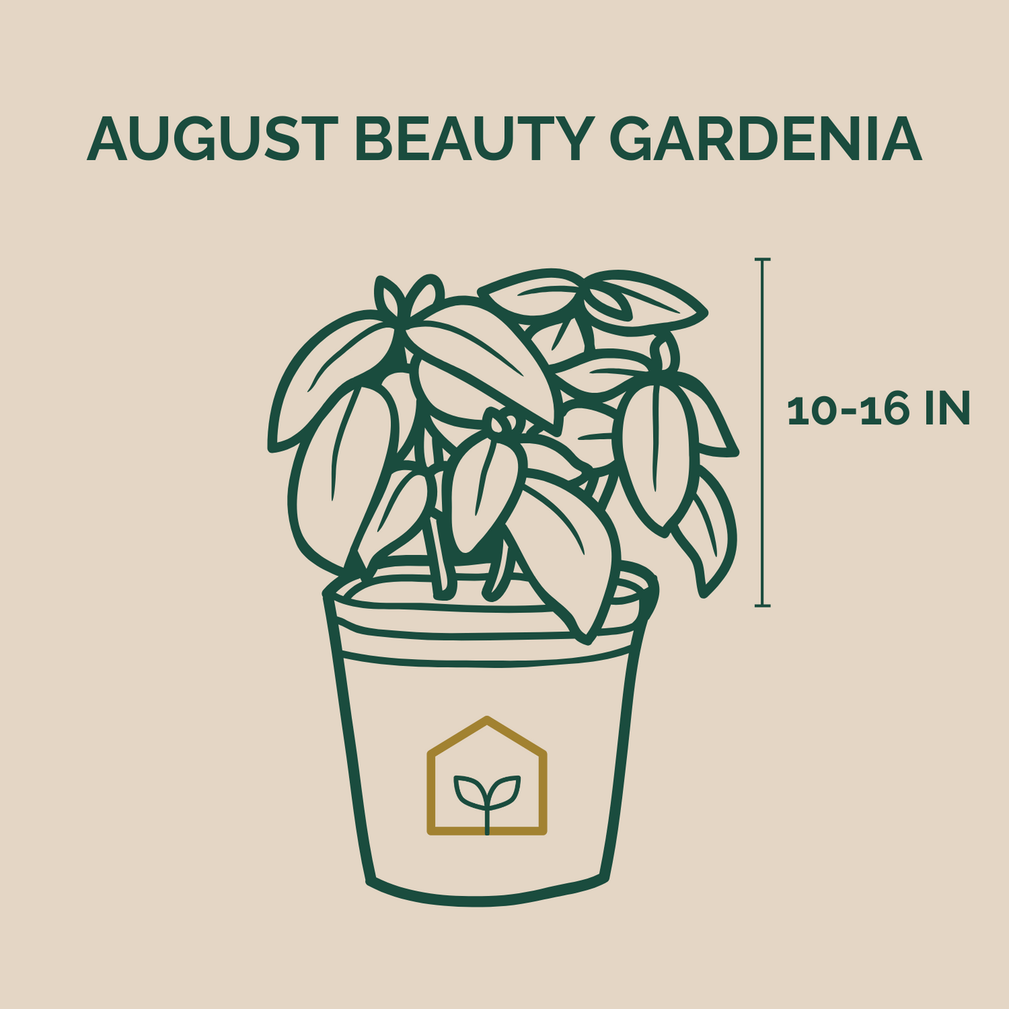 Illustration of a potted plant with 'August Beauty Gardenia' text and size indication on a beige background.
