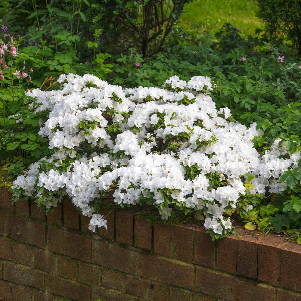 Autumn Angel® Encore® Azalea - 3 Gallon