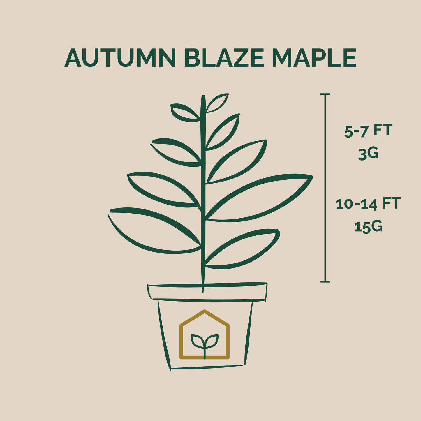 Illustration of an Autumn Blaze Maple plant with dimensions on a beige background