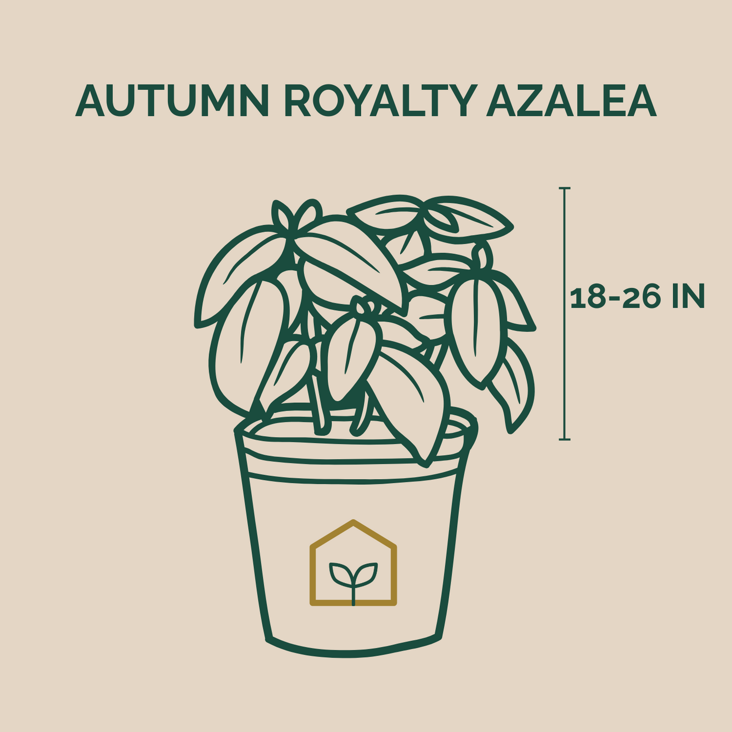 Illustration of a potted Autumn Royalty Azalea plant with dimensions on a beige background