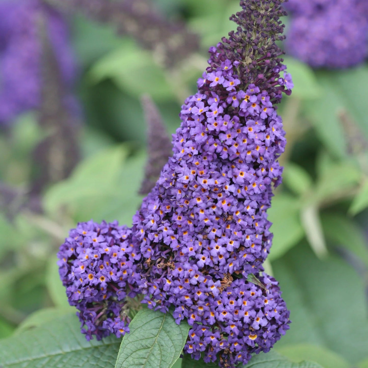 Pugster Blue® Dwarf Butterfly Bush - 3 Gallon