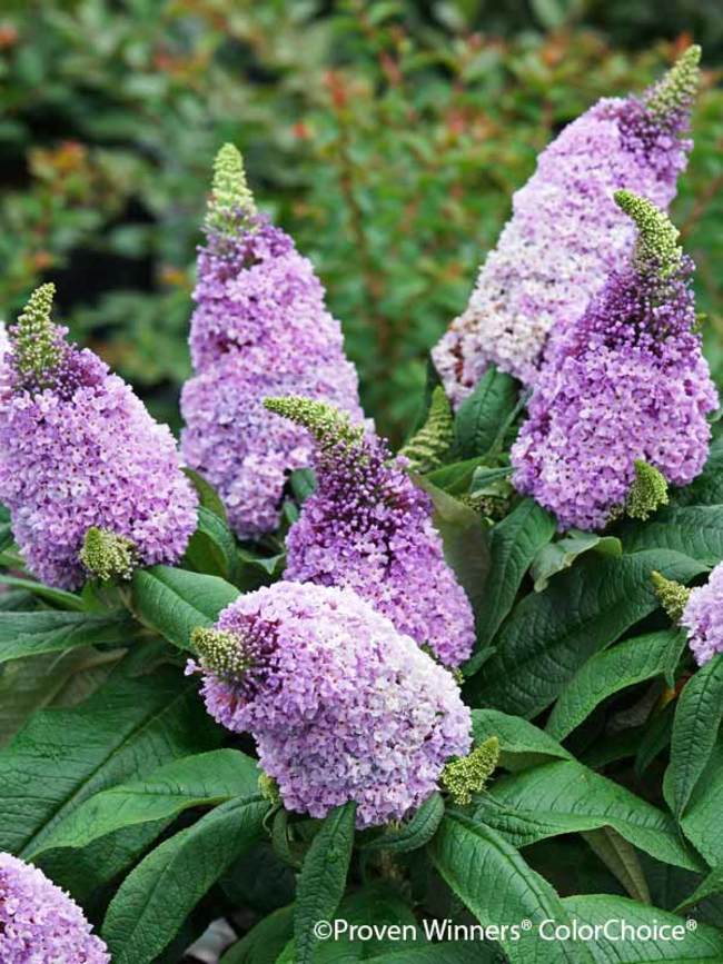 Pugster Amethyst Dwarf Butterfly Bush - 3 Gallon