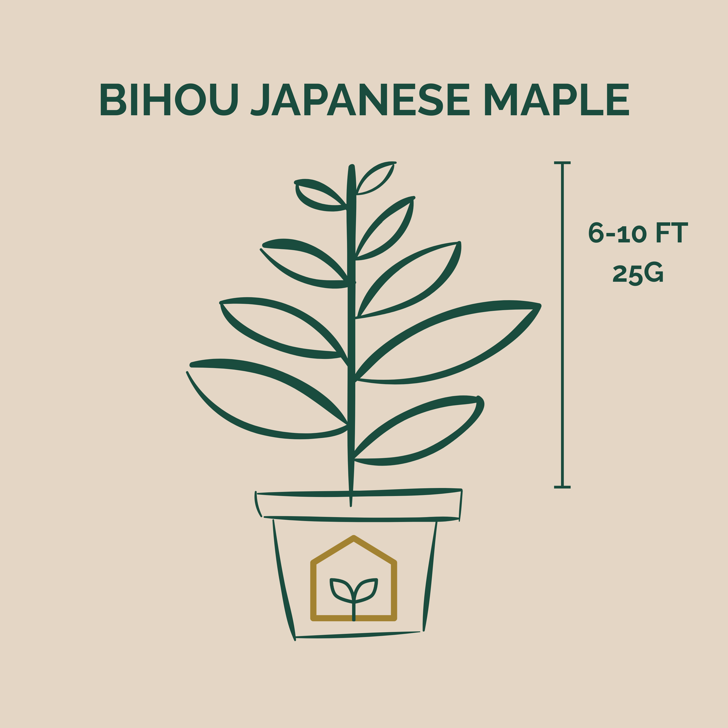 Illustration of a Bihou Japanese Maple plant with dimensions on a beige background
