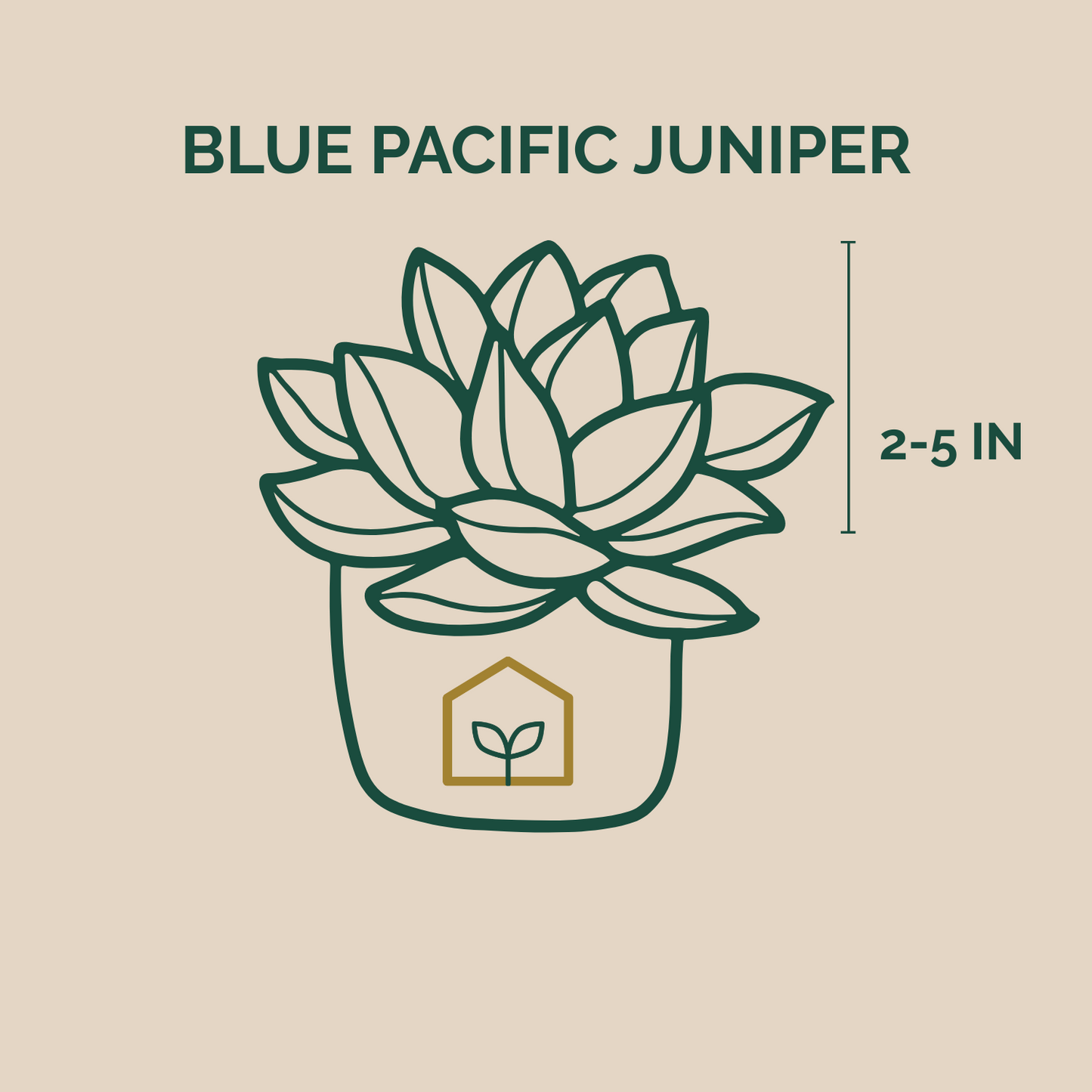 Illustration of a Blue Pacific Juniper plant with size measurement on a beige background