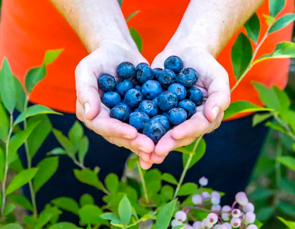 Bless Your Heart Blueberry Bush - 3 Gallon
