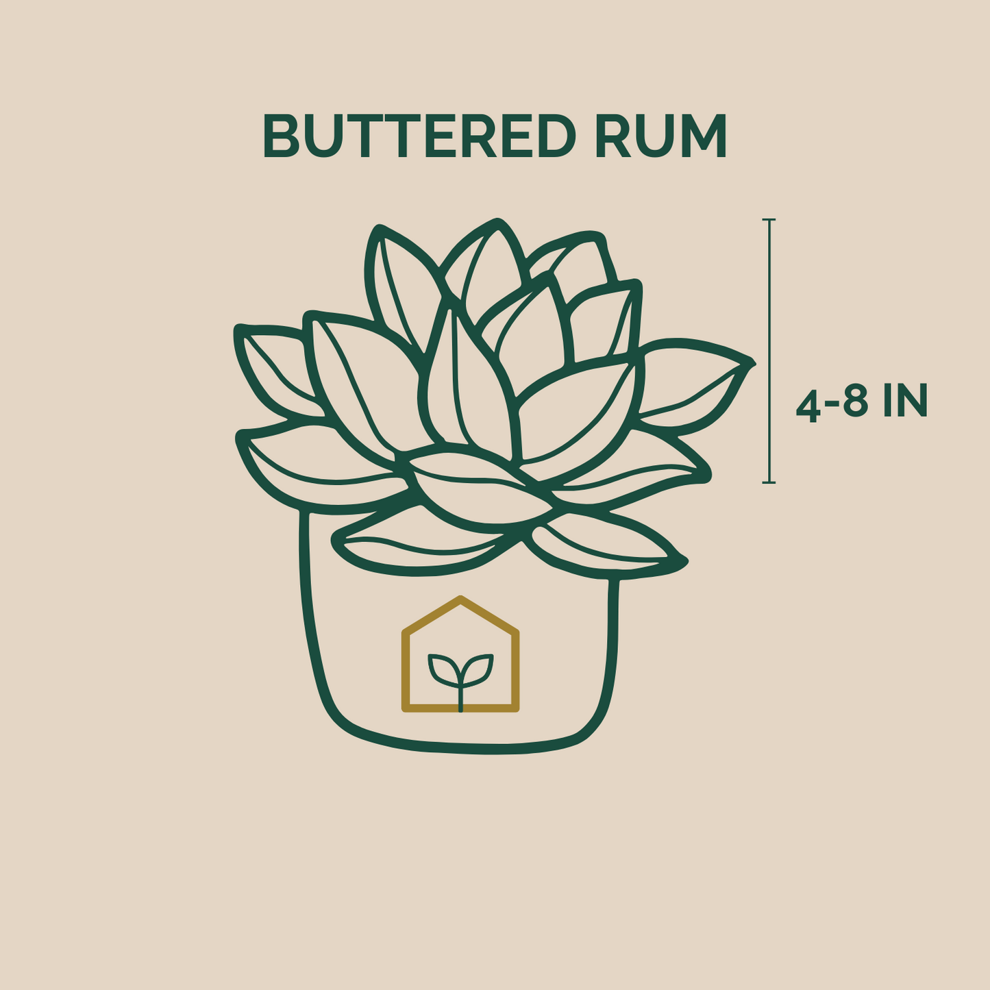 Buttered Rum Heucherella - 1 Gallon