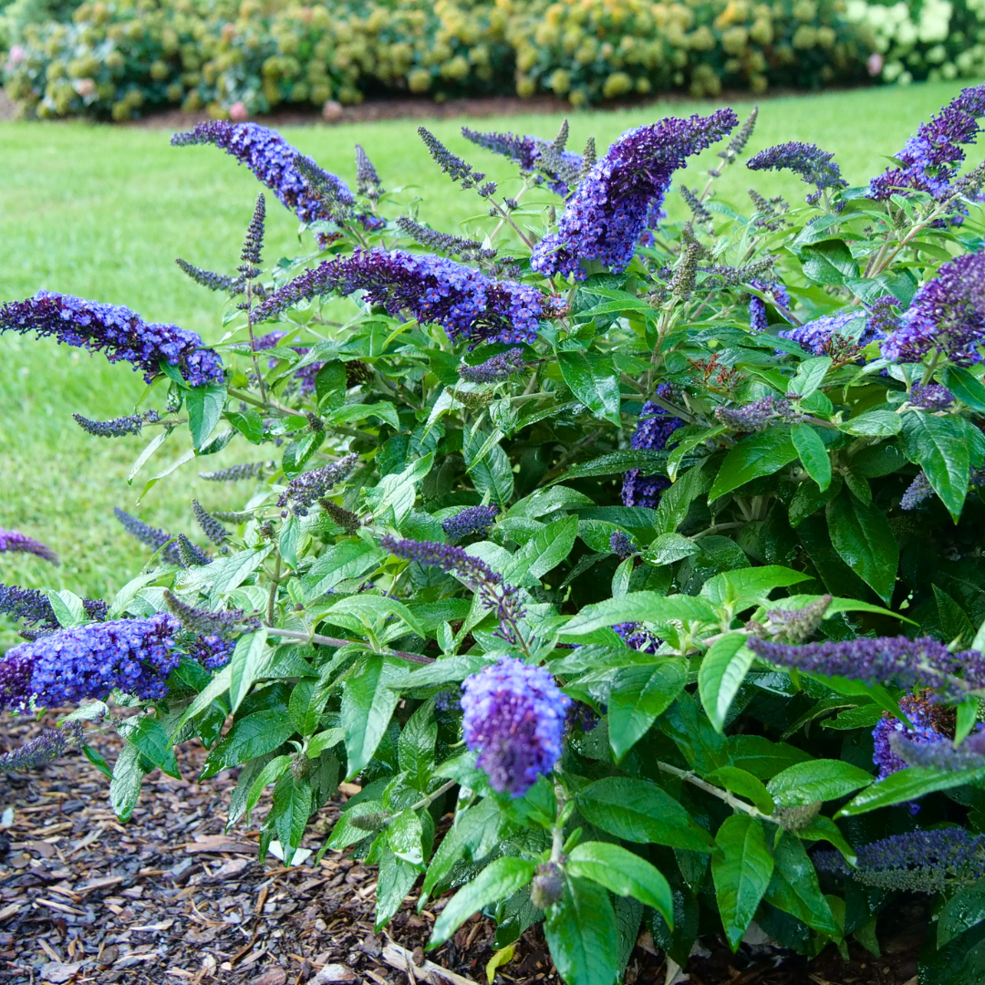 Pugster Blue® Dwarf Butterfly Bush - 3 Gallon