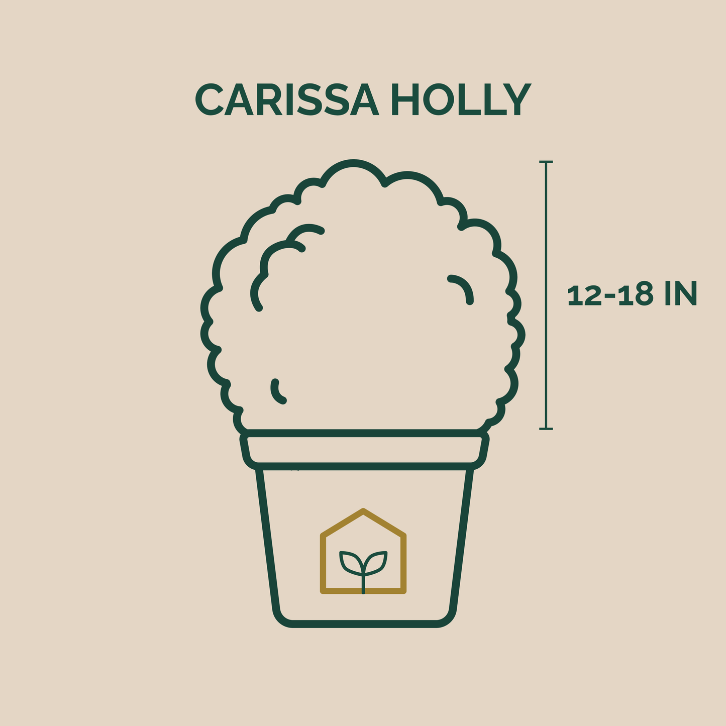 Illustration of a Carissa Holly plant with dimensions on a beige background