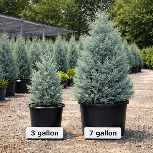 Two potted trees labeled '3 gallon' and '7 gallon' in a nursery setting.