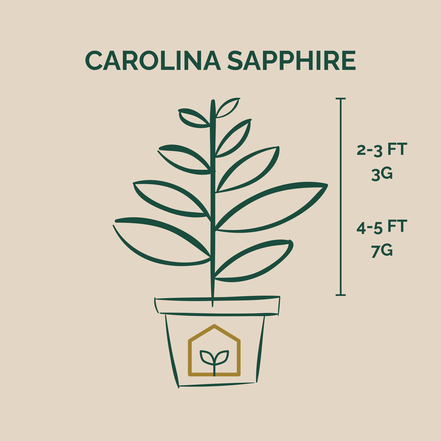 Illustration of a Carolina Sapphire plant with dimensions on a beige background