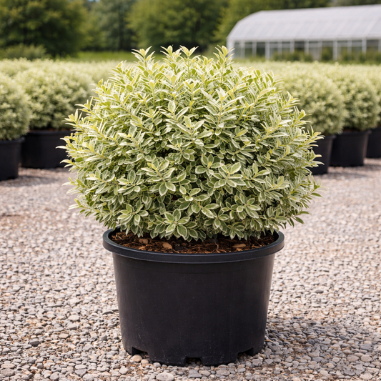 Jack Frost Ligustrum