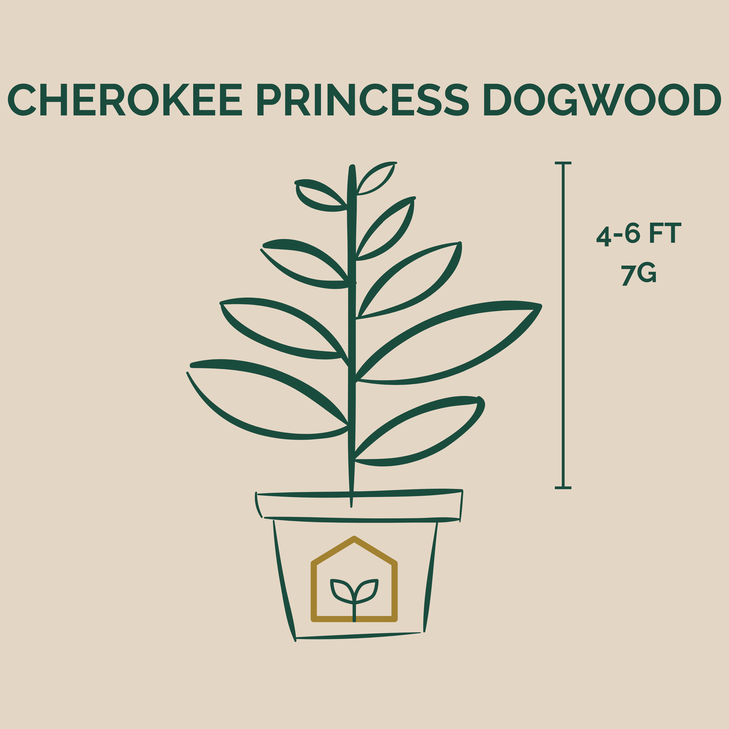Cherokee Princess Dogwood Dimensions in 7 Gallon Pot